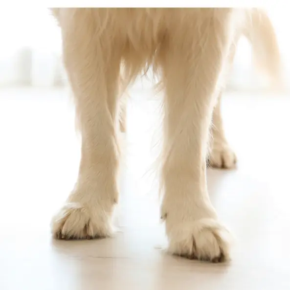 Good Dog Kennel Flooring